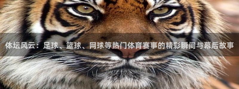 vsport体育官方正版app娱乐网站：体坛风云：足