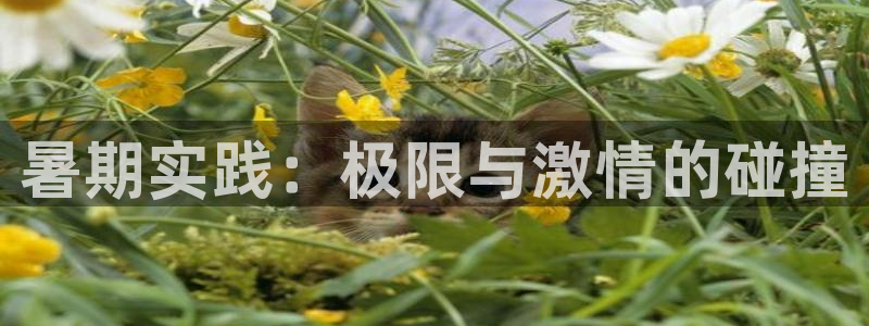 vsport体育官网下载娱乐